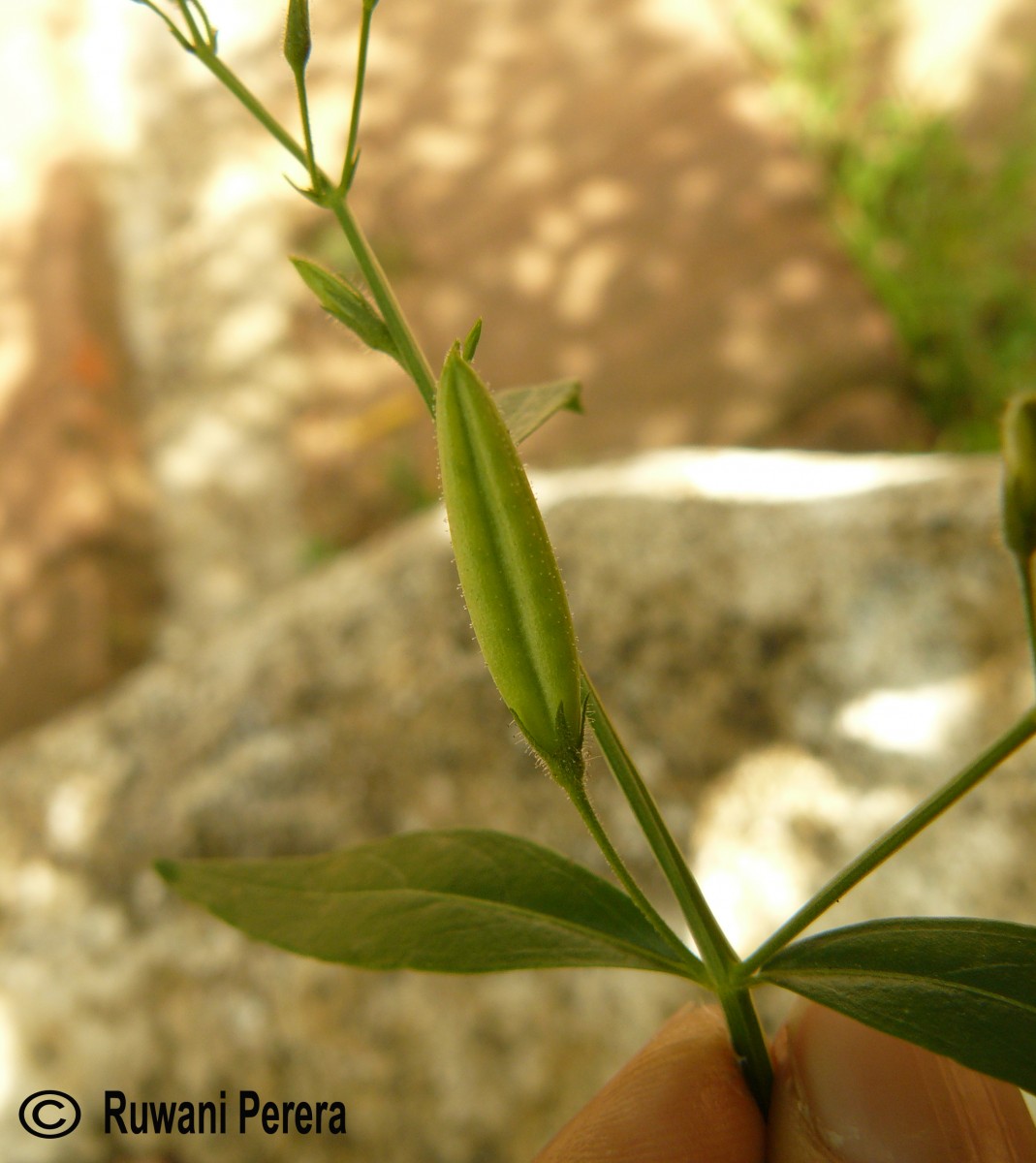 Andrographis paniculata (Burm.f.) Nees